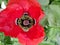 Lovely, bright red coloured garden poppy flower with central parts and there is design on all the four petals