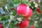 Lovely bright red Discovery apples, Malus domestica, growing on an apple tree in late summer, Shropshire, England.