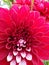 Lovely, bright red and light pink coloured dahlia flower fresh and healthy in my garden