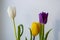 Lovely bright three flowers of tulips of white, purple and yellow color are standing on the table. Green leaves. Still life. White