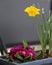 Lovely Bright Yellow Daffodil and Small Pink Flowers in a Grey Flower Pot