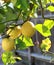 Lovely bright yellow lemons grow on a branch, California.