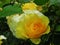 Lovely Bright  Yellow Rose Flowers Blossom In Park Garden 2019