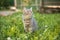 Lovely British kitten in a green grass