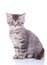 Lovely British Shorthair cub looking forward while sitting
