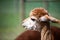 Lovely brown alpaca with a shaved neck.