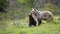 Lovely brown bear adult and cub kissing on meadow with bushes and wildflowers.