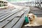 Lovely Brown dog sit down on the wooden bridge.