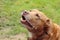 Lovely brown pitbull playing in the park.