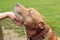 Lovely brown pitbull playing in the park.