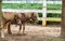 Lovely Brown Pony Couple Stand Together under The Big Tree