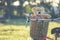 Lovely brown teddy bear in rattan basket on vintage bike in green field with lens flare. Warm toning effect. Retro and vintage st