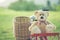 Lovely brown teddy bear in rattan basket on vintage bike in green field with lens flare. Warm toning effect. Retro and vintage st