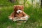 Lovely Brown Teddy bear toy and book sitting on green grass field, education kids concept