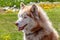Lovely brown white husky dog portrait