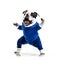 Lovely bulldog dancing on white background