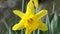 Lovely Bunch of Beautiful Yellow Daffodils growing in garden