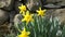 Lovely Bunch of Beautiful Yellow Daffodils growing in garden