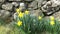 Lovely Bunch of Beautiful Yellow Daffodils growing in garden