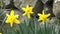 Lovely Bunch of Beautiful Yellow Daffodils growing in garden