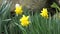 Lovely Bunch of Beautiful Yellow Daffodils growing in garden