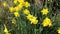 Lovely Bunch of Beautiful Yellow Daffodils growing in the garden