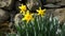 Lovely Bunch of Beautiful Yellow Daffodils growing in walled