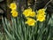 Lovely Bunch of Beautiful Yellow Daffodils growing in walled