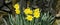 Lovely Bunch of Beautiful Yellow Daffodils growing in walled