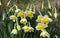 Lovely Bunch of Beautiful Yellow Daffodils growing in walled