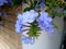 Lovely bunch of delicate light blue flowers!