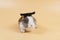 Lovely bunny easter black and white wearing graduation cap while sitting over isolated pastel background. Cute furry baby mammal