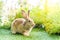 Lovely bunny easter brown rabbit on green grass with natural bokeh as background .