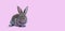 Lovely bunny easter brown rabbit sitting on pink background. Lovely young rabbit sitting, Lovely mammal with beautiful bright eyes