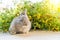 Lovely bunny easter brown rabbit on wooden table with natural bokeh as background .