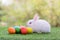 Lovely bunny Easter fluffy baby rabbit. Easter rabbit and Easter eggs