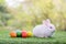 Lovely bunny Easter fluffy baby rabbit. Easter rabbit and Easter eggs