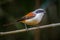 Lovely Burmese Shrike