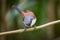 Lovely Burmese Shrike