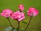 A lovely bush of tea roses with water droplets on petals and leaves that publishes a wonderful fragrance. A good gift to