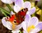 Lovely butterfly on spring meadow