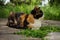 Lovely calico kitty resting in summer garden near green grass