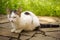 Lovely calico kitty resting in summer garden near green grass