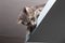 Lovely, calm cat lies on a shelf under the ceiling and looks down