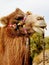 Lovely camel