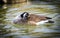 A lovely canadian goose sleeping while floating on the Roanoke River on the Salem Greenway Virginia