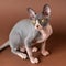 Lovely Canadian Sphynx of blue and white color sitting on brown background