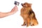Lovely caramel-colored dog is brushed
