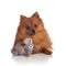 Lovely caramel-colored pomeranian with elephant stuffed