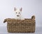 Lovely cat  with penetrating look in a wicker basket on white background